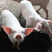 Вакцина против рожи свиней из штамма ВР-2 живая сухая ТУ 9384-014-00482915-01