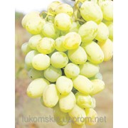 Саженци столового винограда сорт Сашенька