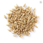 Пшеница мягких сортов 3 класс