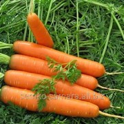 Семена моркови Ройал Форто фото