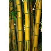 Бамбук фото