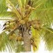 Пальмовое масло RPO, пищевое
