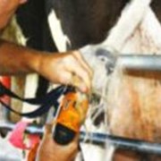 Приспособление для подстрижки хвостов у дойных коров фото