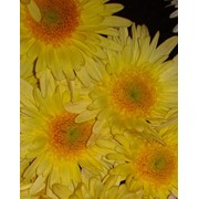 Черенки хризантемы элеонори оптом фото