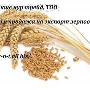 Пшеница продажа/ поставки на экспорт