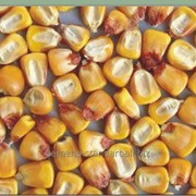 Семена кукурузы Русич фото