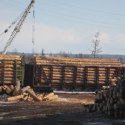 Сырье древесное Донецк фото