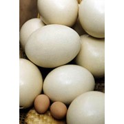 Страусиные яйца фотография