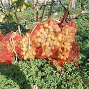 Черенки винограда ранне-средних сортов, черенки винограда Водограй, саженцы винограда