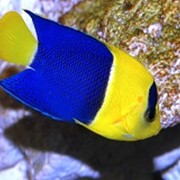 Рыба Ангел Биколор Centropyge bicolor фото