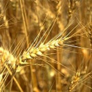 Зерновые культуры, зерно, экспорт зерна фото