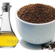 Масло черного тмина (black cumin oil) фотография