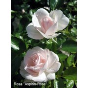 Роза Aspirin-Rose фото