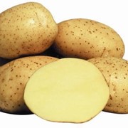 Картопля насіннева сорту Вінета