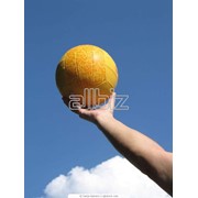 Мячи волейбольные фотография