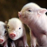 Комбикорма для свиней. Корм для поросят 1-2 месяца. фотография