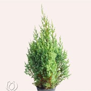 Можевельник “Juniperus“, Киев фото