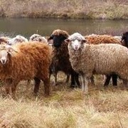 Брынза овечья, Кисло-, цельномолочные продукты, Меринос, ЧП фото