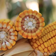 Семена кукурузы Квс Амбер фотография