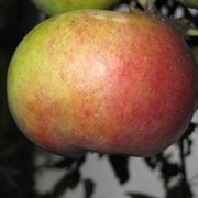 Саженцы яблонь Аскольда фото