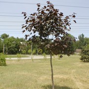 Клен. (Acer platanoides L.) фото
