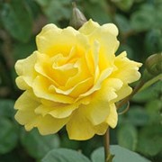 Роза плетистая Голден Гейт фото
