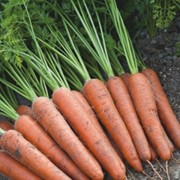 Семена моркови Аурантина F1 | Aurantina
