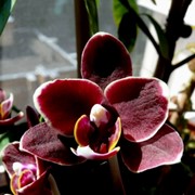 Орхидеи Фаленопсис, Мильтония, Цимбидиум и мн.др. фото