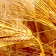 Пшеница 3 класса 2012 фото