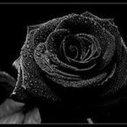 Черная роза фото