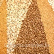 Культуры зерновые купить в Алматы фотография