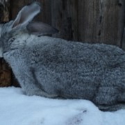 Кролики фото