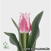 Тюльпан Bell Song фото