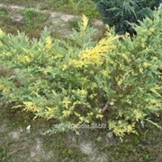 Можжевельник Juniperus x pfitzeriana Blue and Gold фото