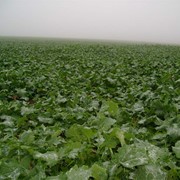 Рапс - семена, гибрид. Энигма, Астон 899 (высокоурожайные озимые сорта) фото