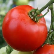 Семена томатов (помидоров) фото
