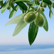 Оливки зеленые свежие фото