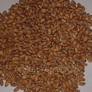 Солод пшеничный фото