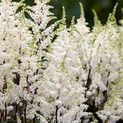 Астильба китайская Хэппи Спирит (Astilbe chinensis Happy Spirit) 2л фото