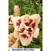 Лилейник "РОСУИЗА" - Hemerocallis "Roswitha", , крупноцветковые, красоднев,, купить, продажа, каталог, описание, характеристика, сорт, цена, фото
