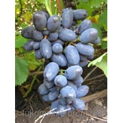 Саженци винограда Кодрянка фотография
