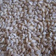 Крупы перловые фото