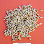 Зерно Пшеница озимая Антоновка и Богдана Ячмень Кукурудза Подсолнечник фото