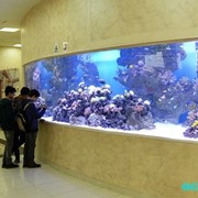 Чистка/Абонентское обслуживание аквариумов фотография