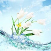 Стандартизованные цветочные воды фото