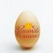 Яйцо перепелиное фотография