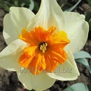 Narcissus Orangery Нарцисс Оранжери 14-16 фото