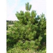 Сосна Черная Pinus nigra 100-120 B