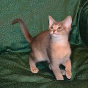 Абиссинские котята голубого и сорель окрасов фото