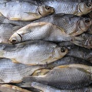 Рыба вяленая оптом от производителя, Украина, широкий ассортимент фото